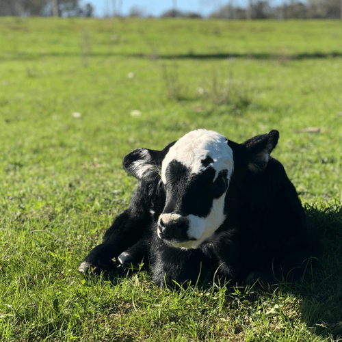 Pregnancy checks and their simplification with the MooHero system